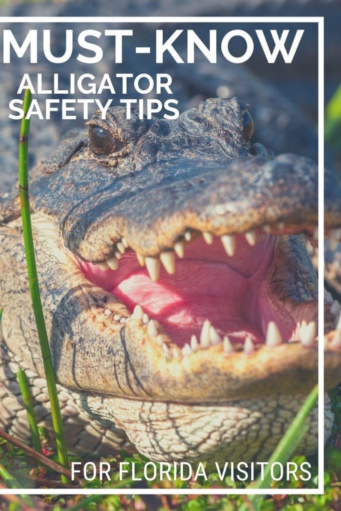 Florida Alligator Safety Tips