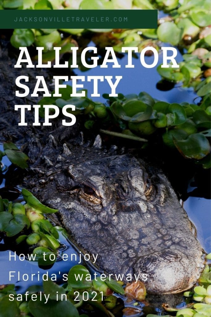 Florida Alligator Safety Guide