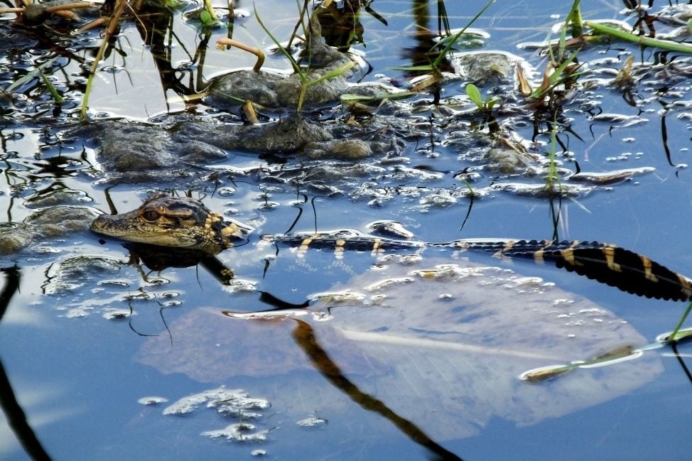 Alligator Safety tips Florida